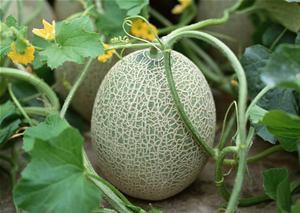 河南姑娘吃哈密瓜视频,甜蜜滋味引发网友热议