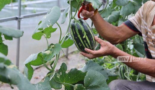 广东秋天吃瓜视频,一场视觉与味蕾的双重享受