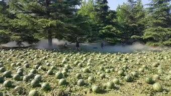 河北美术学院吃瓜视频,揭秘校园生活趣味瞬间