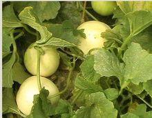 吃梨瓜的视频,视频带你领略美味与营养