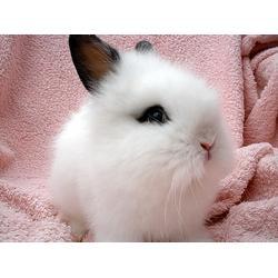 宠物兔吃瓜视频大全最新,欢乐视频大盘点