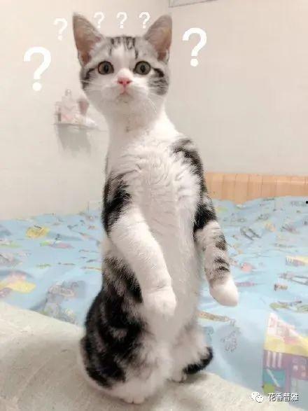 猫咪在线吃瓜的视频,猫咪在线吃瓜，萌态百出！