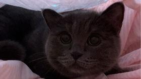 小猫小猫咪吃瓜视频,萌态十足引网友爆笑