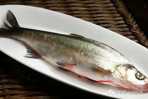 小姑娘吃巴瓜鱼视频大全,小姑娘的味蕾探险记