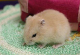 小仓鼠吃毒瓜会死吗视频,生死存亡的紧急时刻