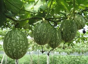 外国小哥吃吊瓜图片视频,趣味横生的异国美食体验